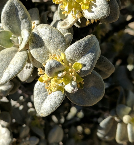 Shepherdia rotundifolia