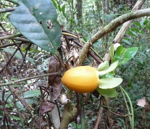 Sherbournia calycina (Yellow monkey apple) — photo