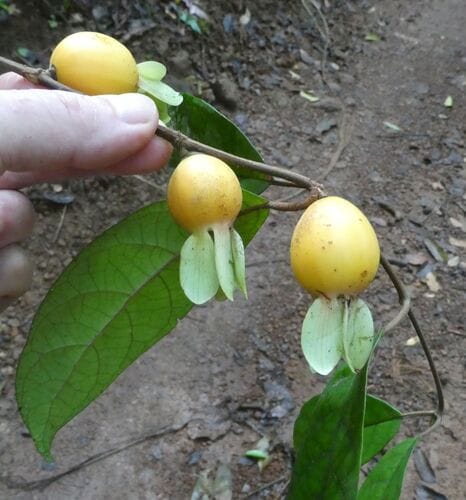 Sherbournia calycina (Yellow monkey apple) — photo