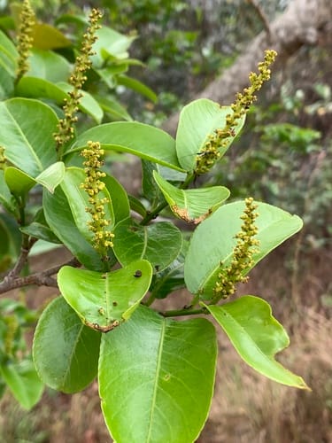 Shirakiopsis elliptica — photo