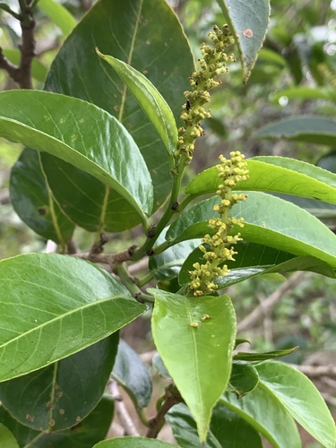 Shirakiopsis elliptica