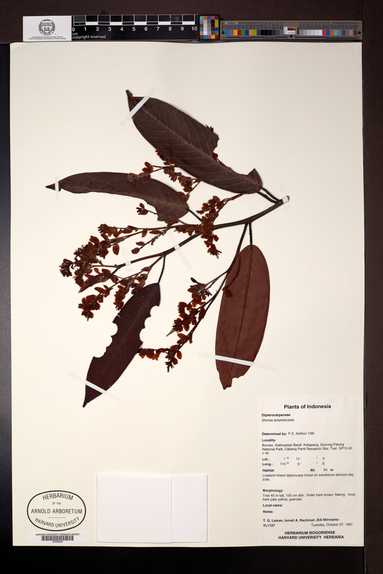 Shorea amplexicaulis — photo