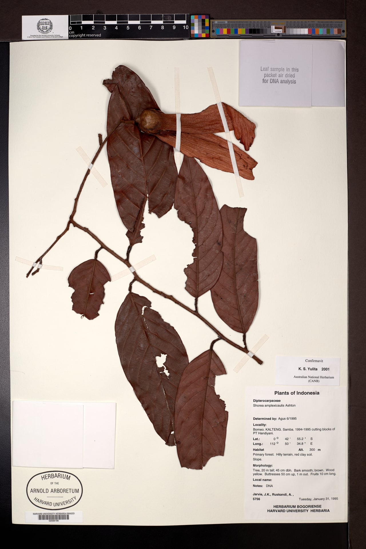 Shorea amplexicaulis — photo