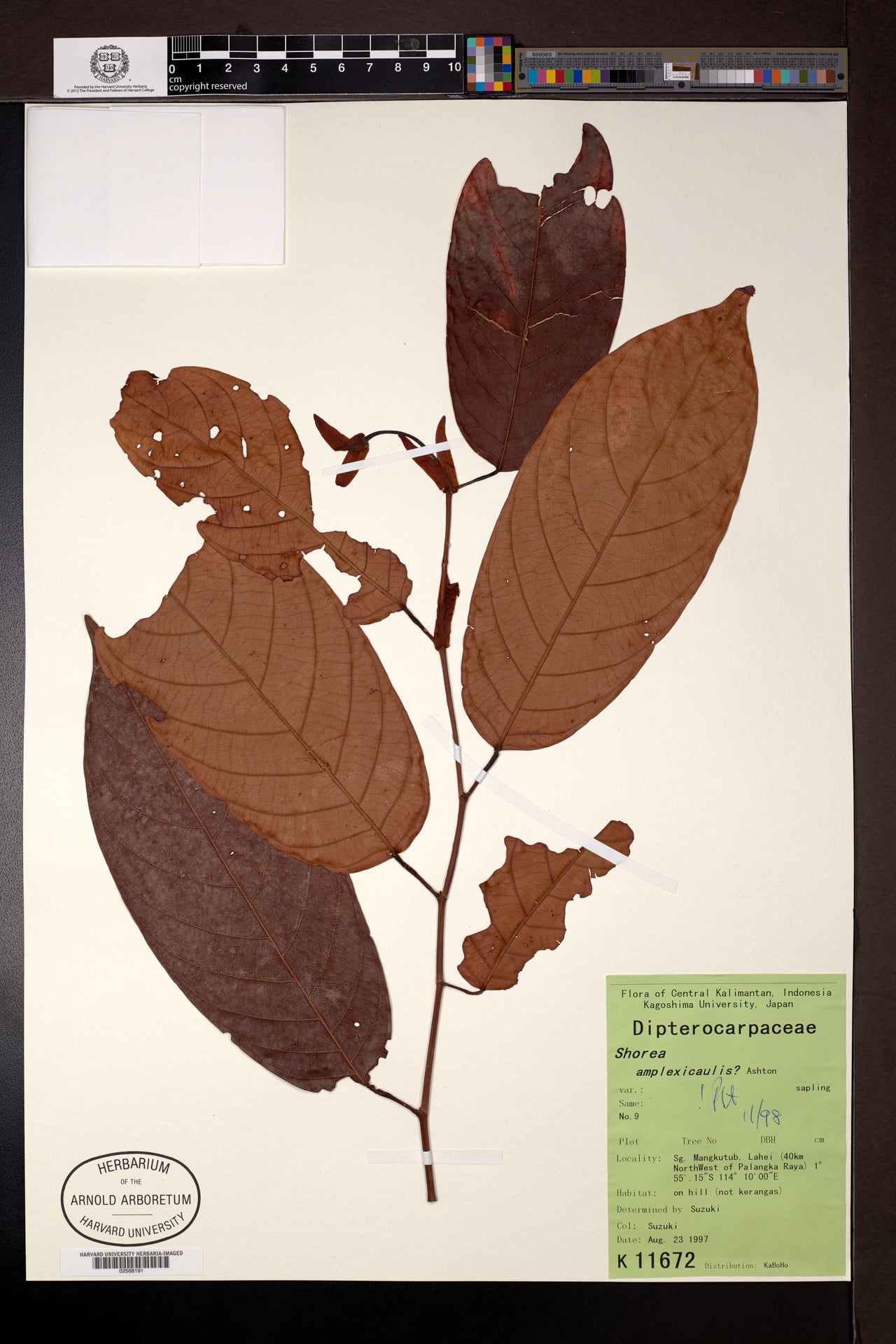 Shorea amplexicaulis