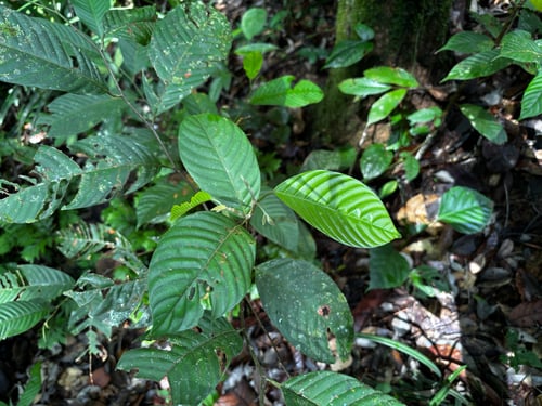 Shorea aptera — photo