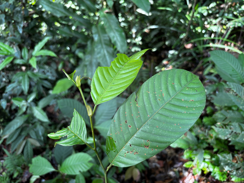 Shorea aptera
