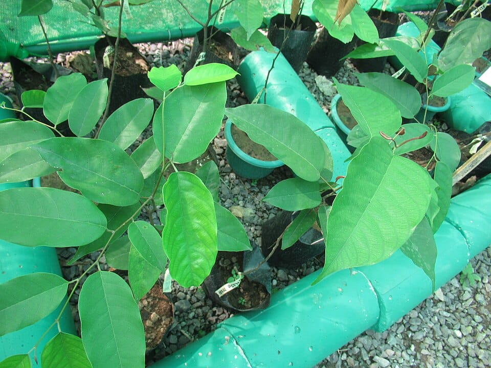 Shorea astylosa — photo