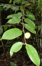 Shorea astylosa