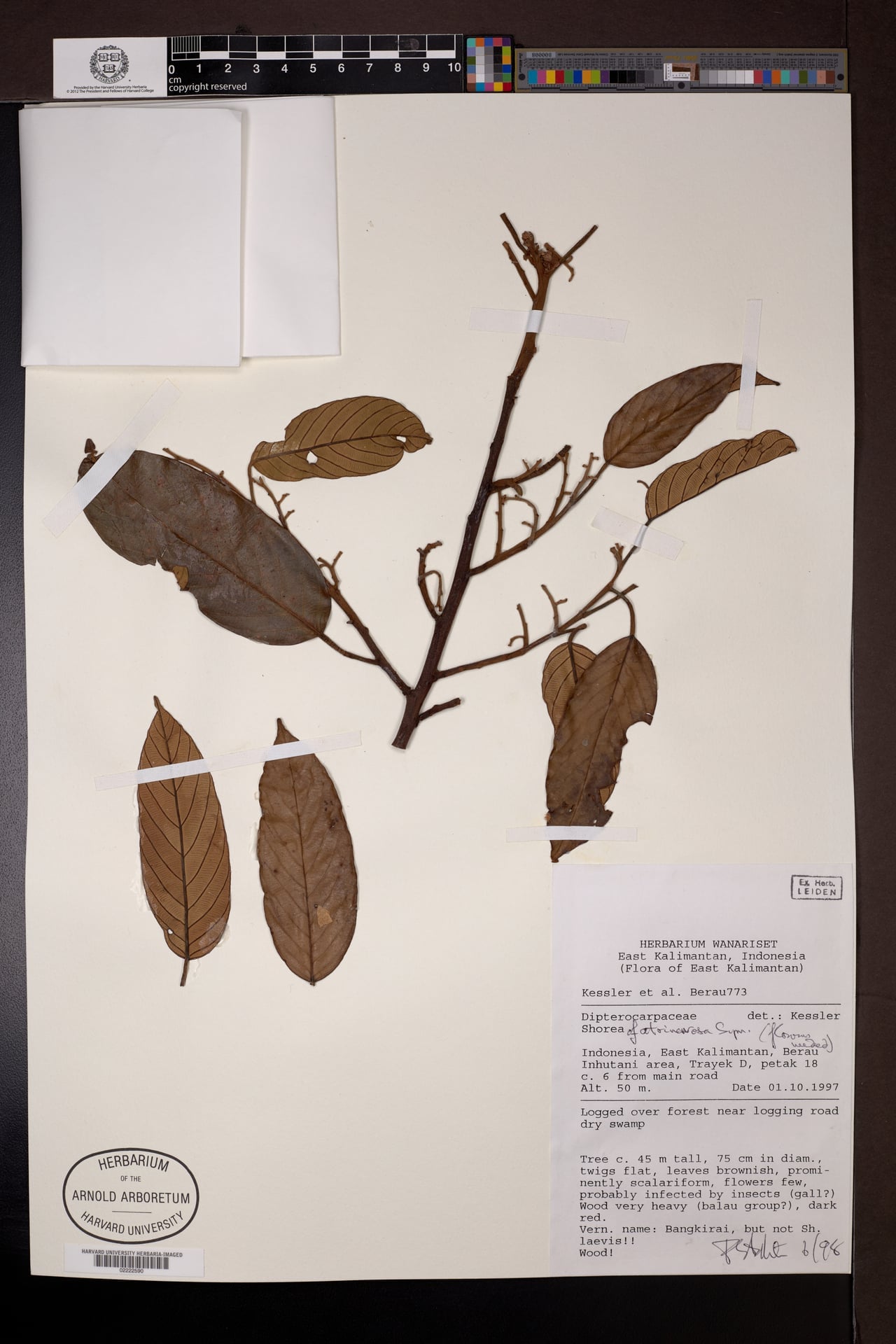 Shorea atrinervosa — photo