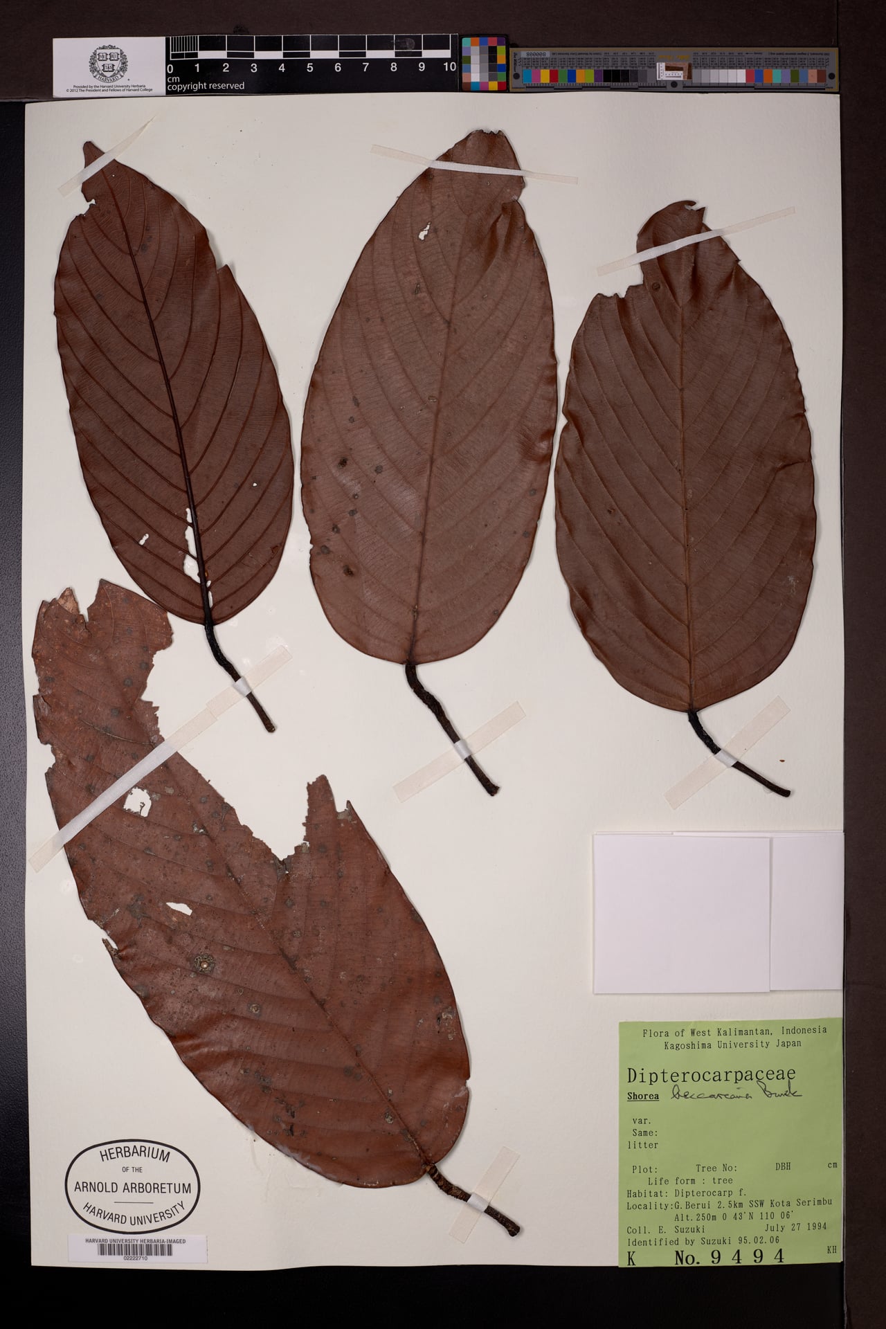 Shorea beccariana (Langgai meranti tree) — photo