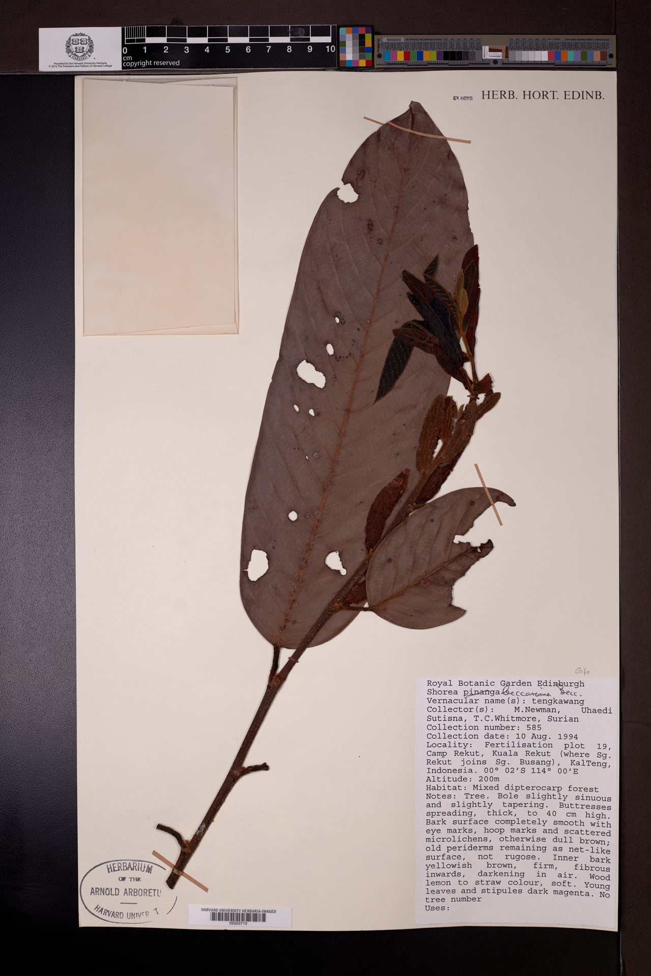 Shorea beccariana (Langgai meranti tree) — photo