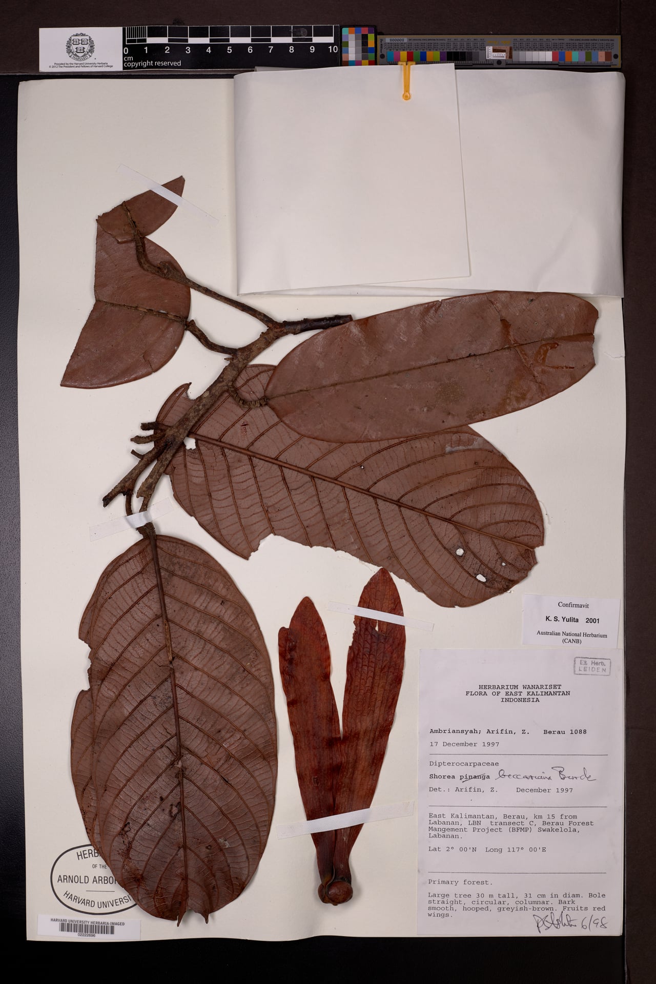 Shorea beccariana