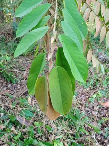 Shorea compressa — photo
