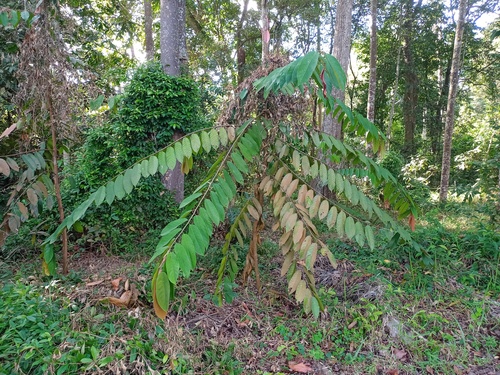Shorea compressa