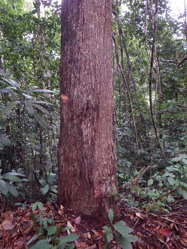 Shorea crassa — photo