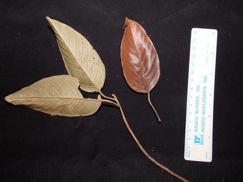 Shorea crassa