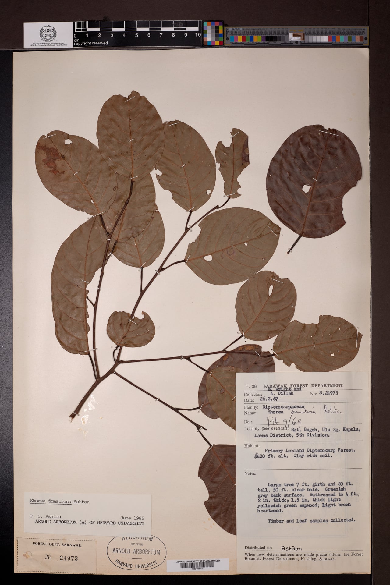 Shorea domatiosa — photo