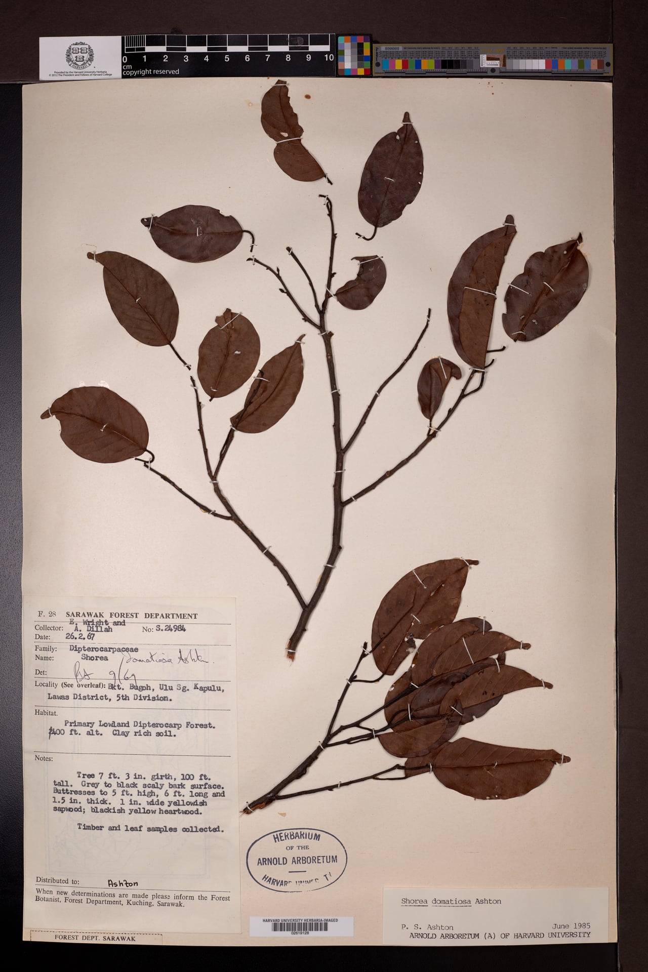 Shorea domatiosa — photo