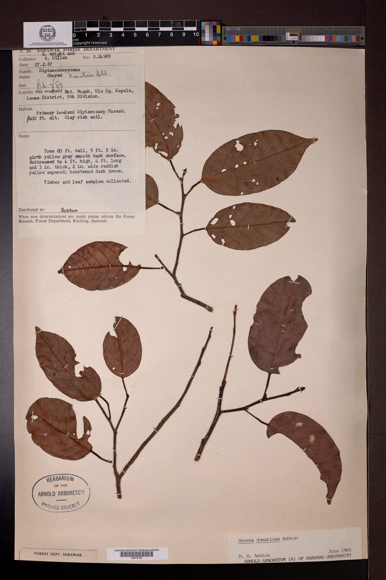 Shorea domatiosa