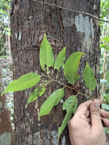 Shorea falcifera — photo