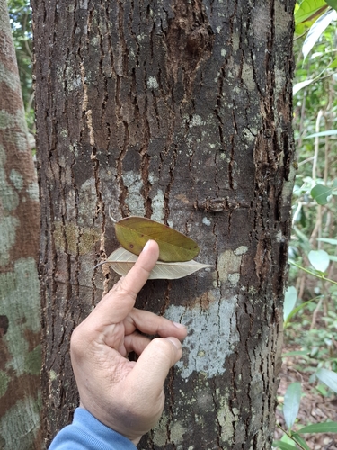 Shorea falcifera