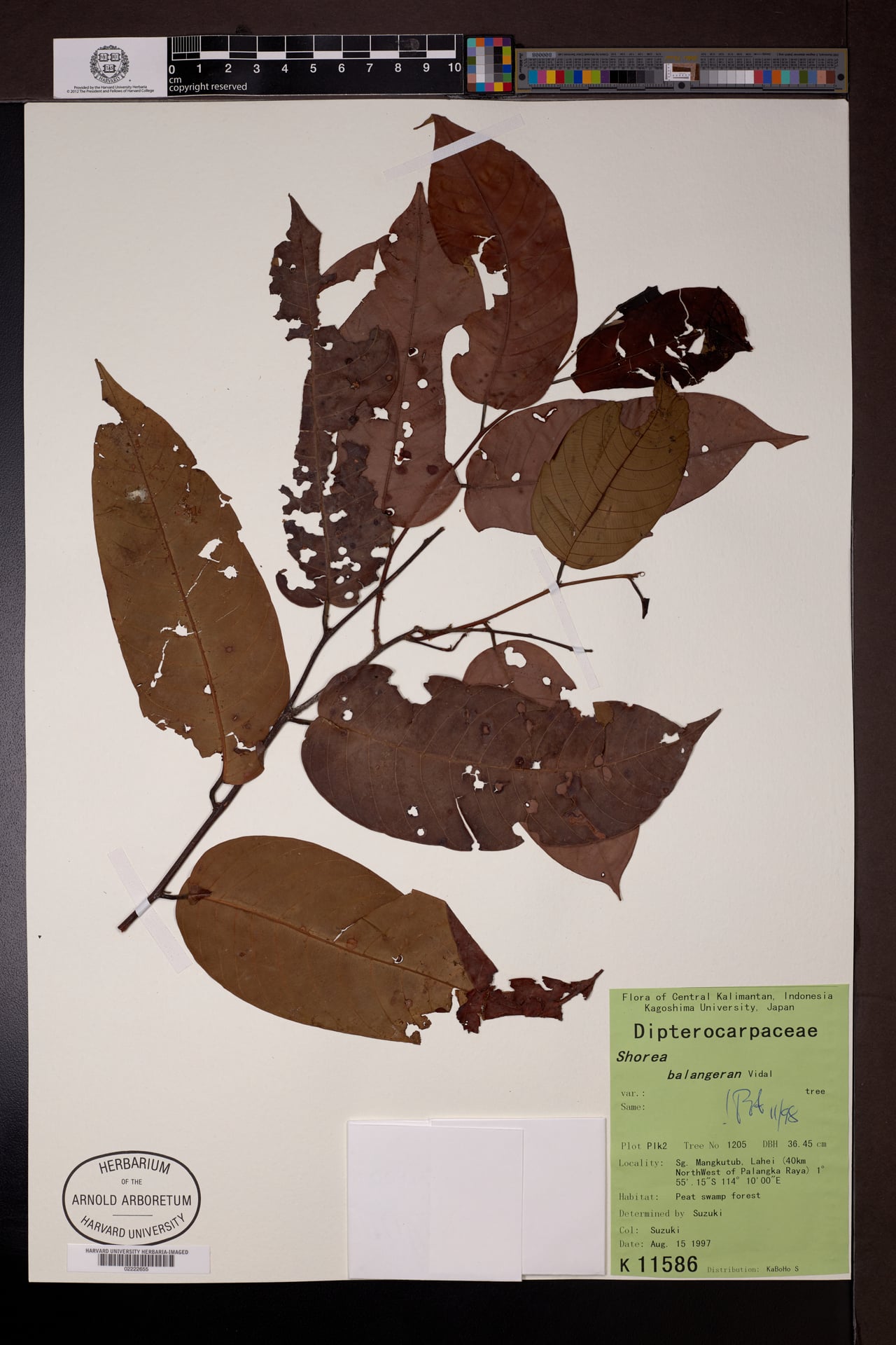 Shorea falciferoides — photo