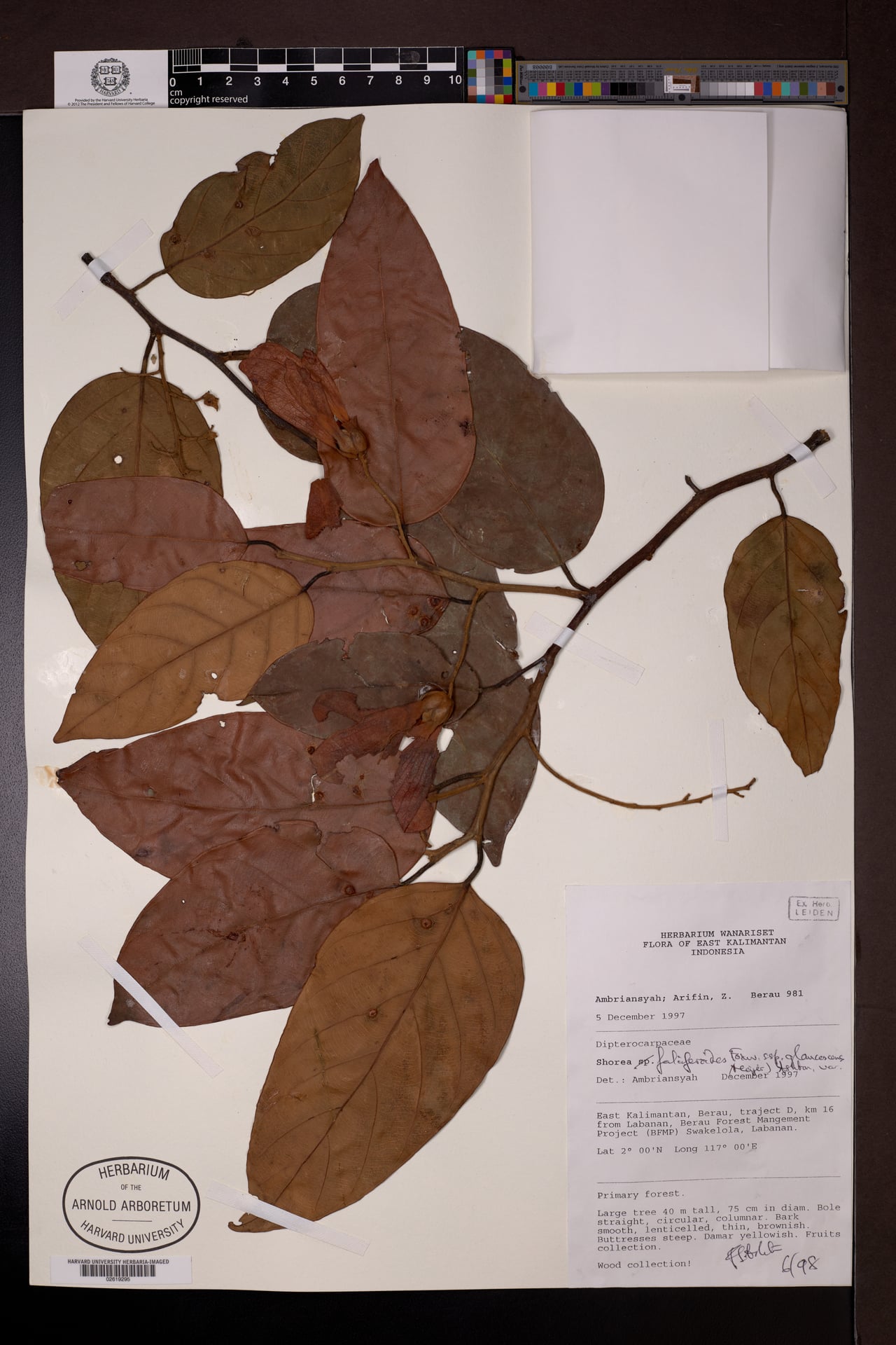 Shorea falciferoides — photo