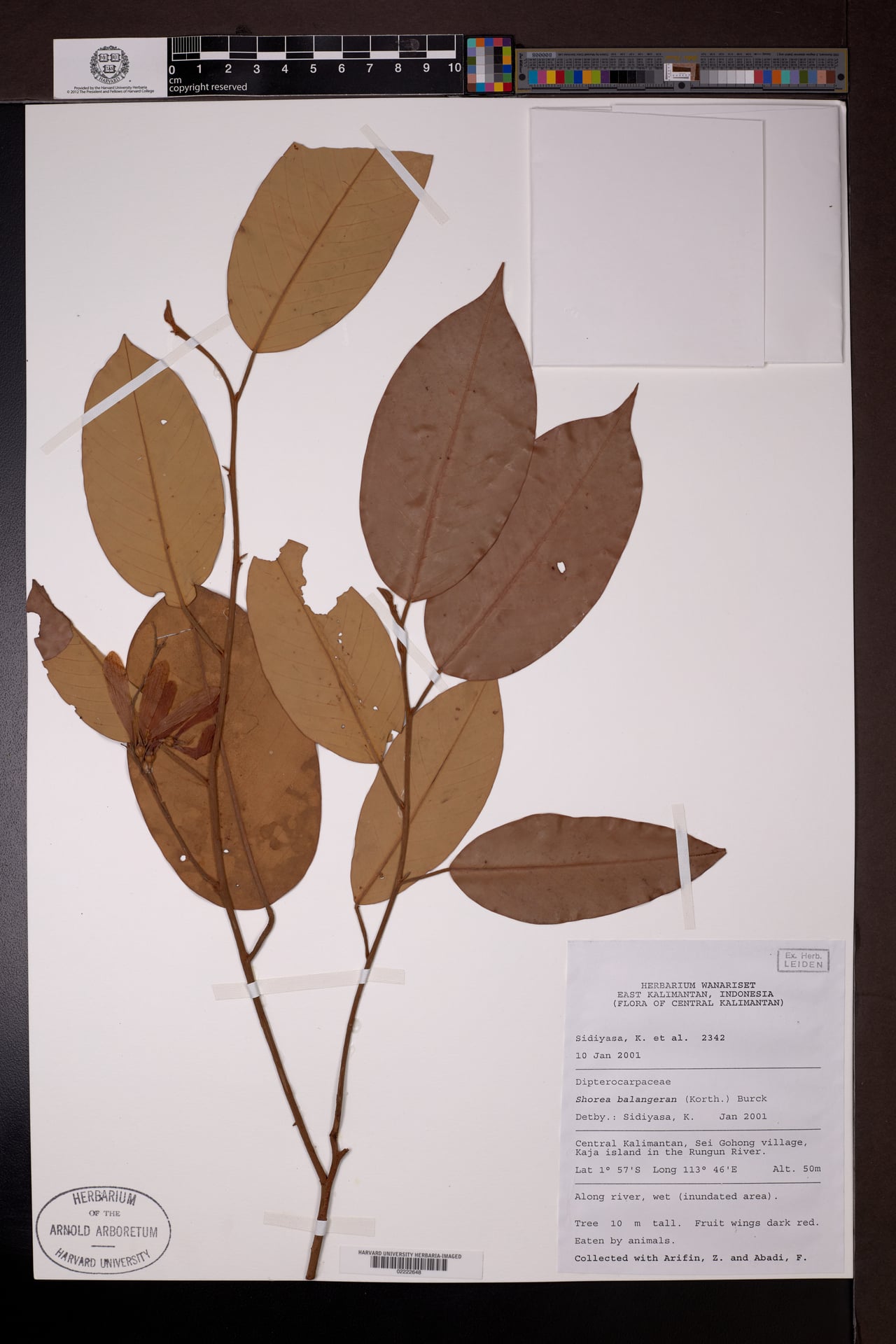 Shorea falciferoides