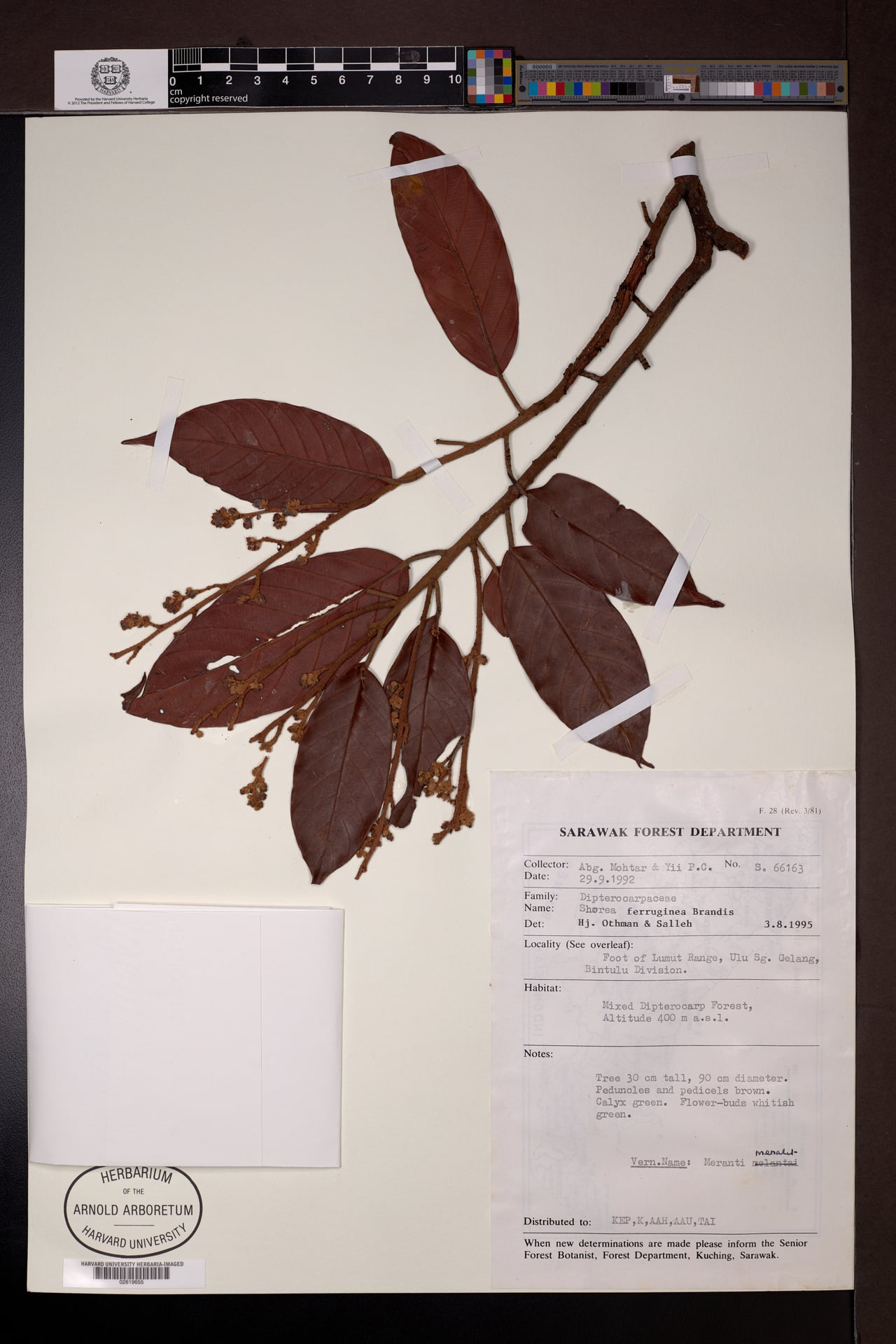 Shorea ferruginea — photo