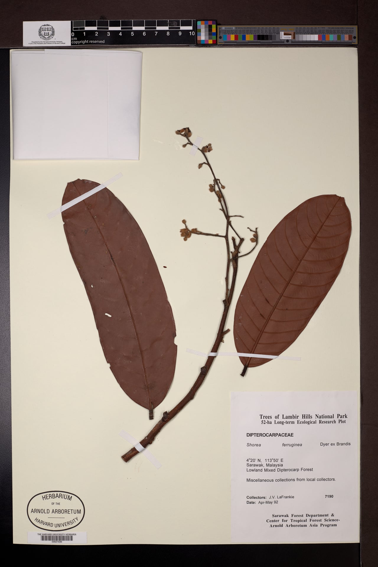 Shorea ferruginea — photo