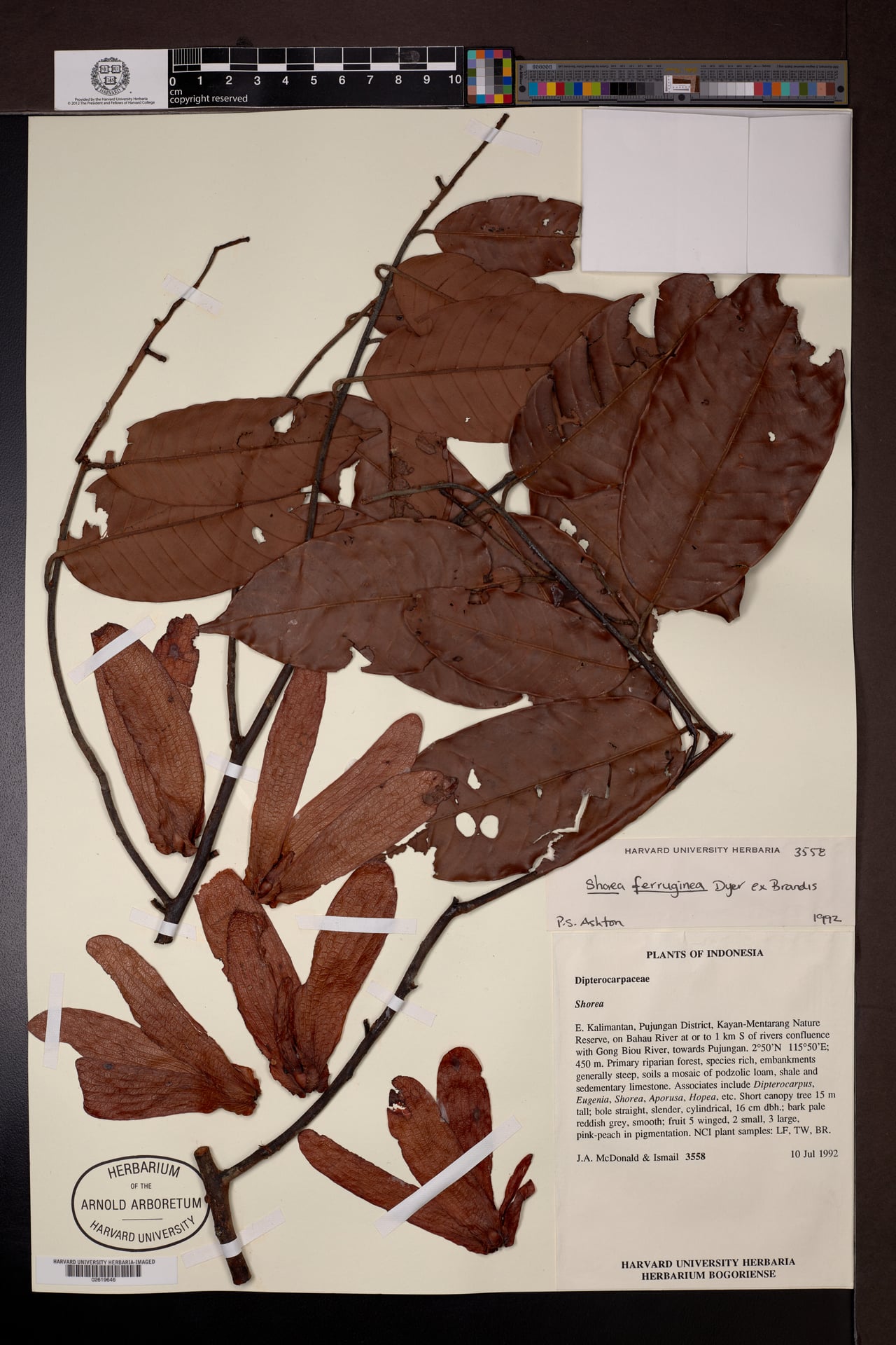 Shorea ferruginea