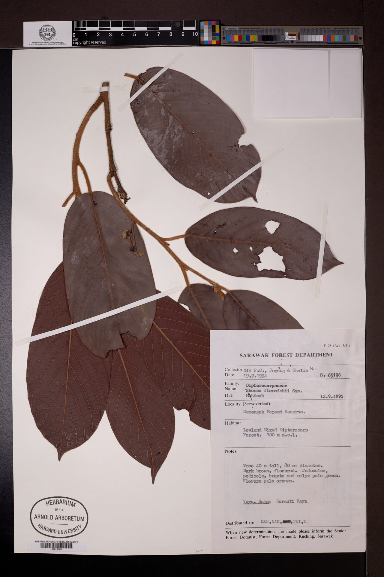 Shorea flemmichii — photo