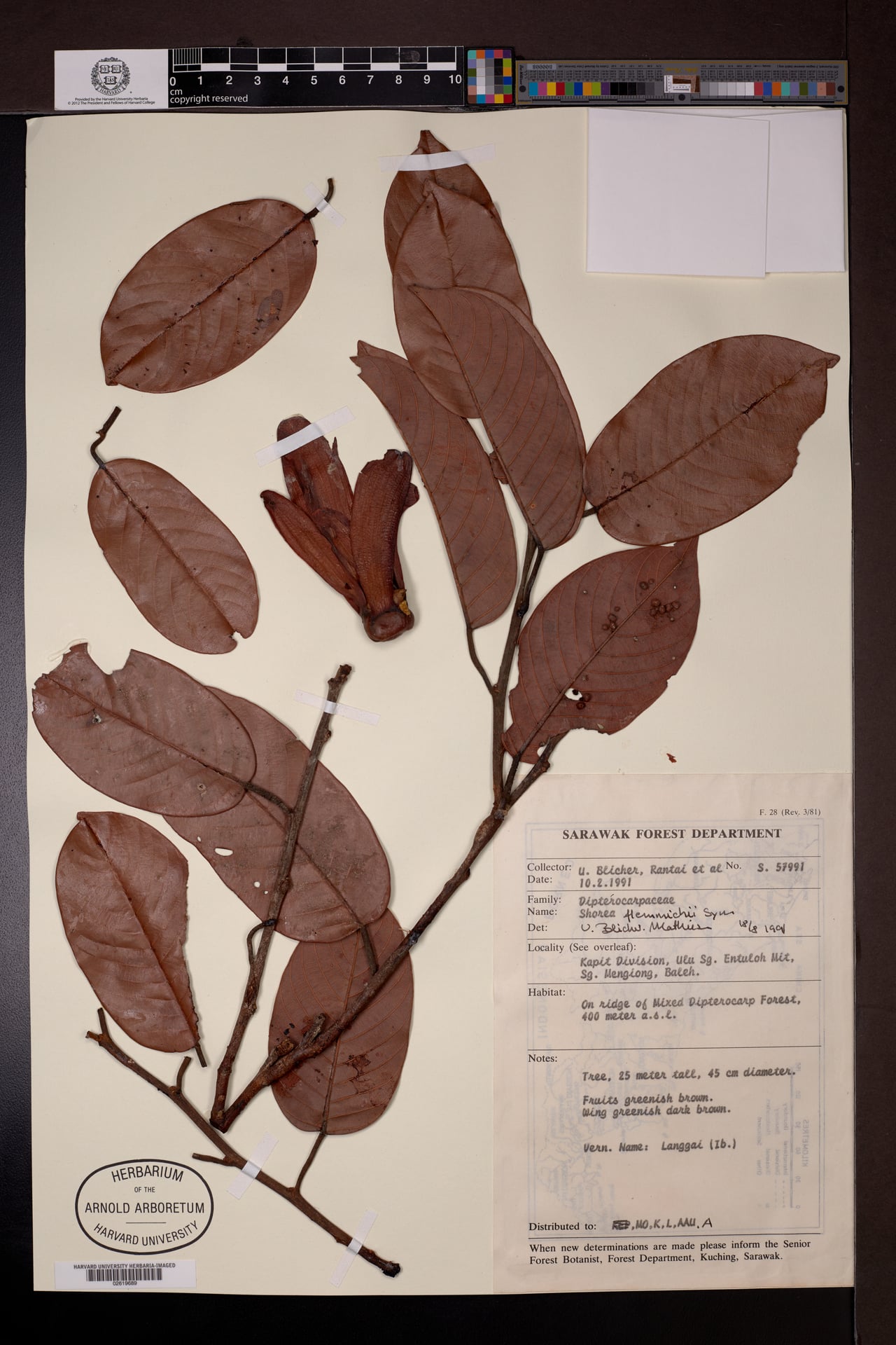 Shorea flemmichii — photo