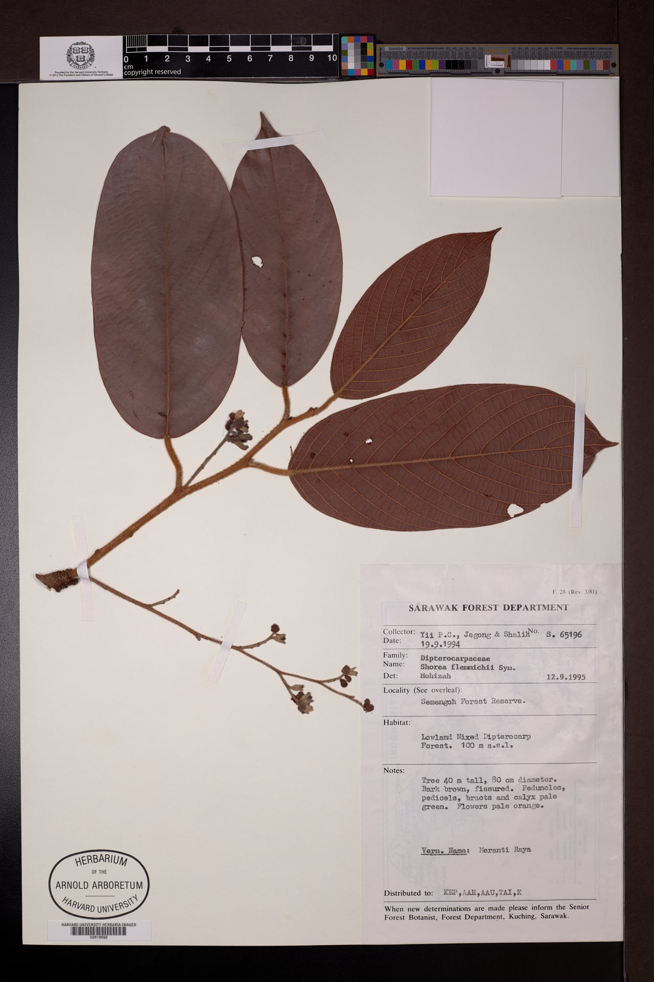 Shorea flemmichii
