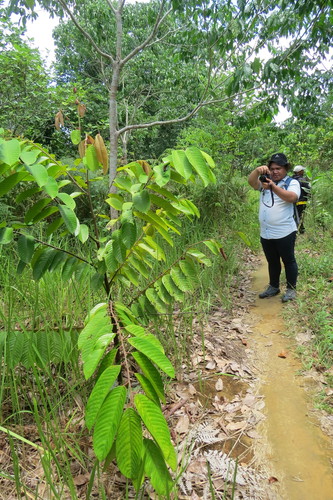 Shorea gysbertsiana — photo
