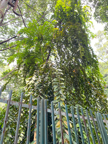 Shorea gysbertsiana — photo