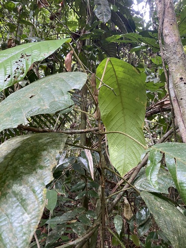 Shorea hemsleyana — photo