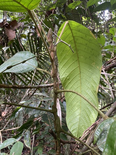 Shorea hemsleyana — photo