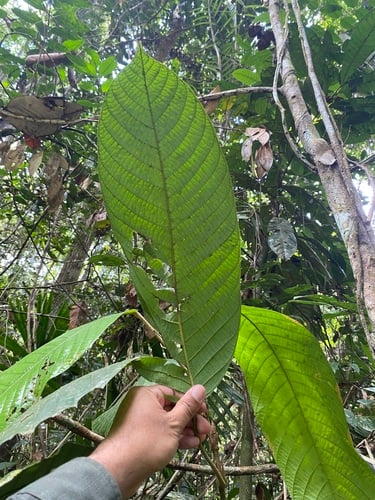 Shorea hemsleyana