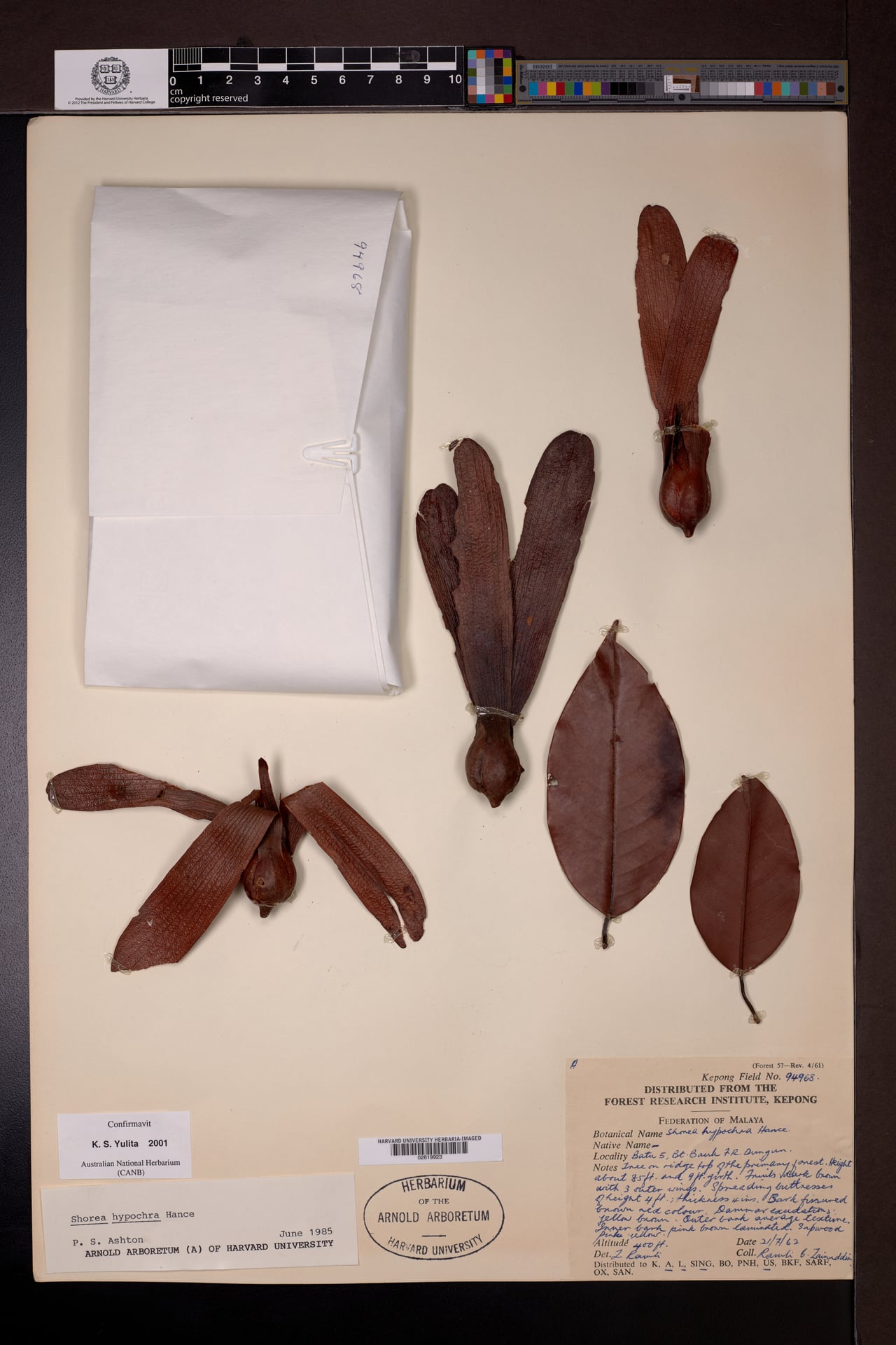 Shorea hypochra (White meranti) — photo