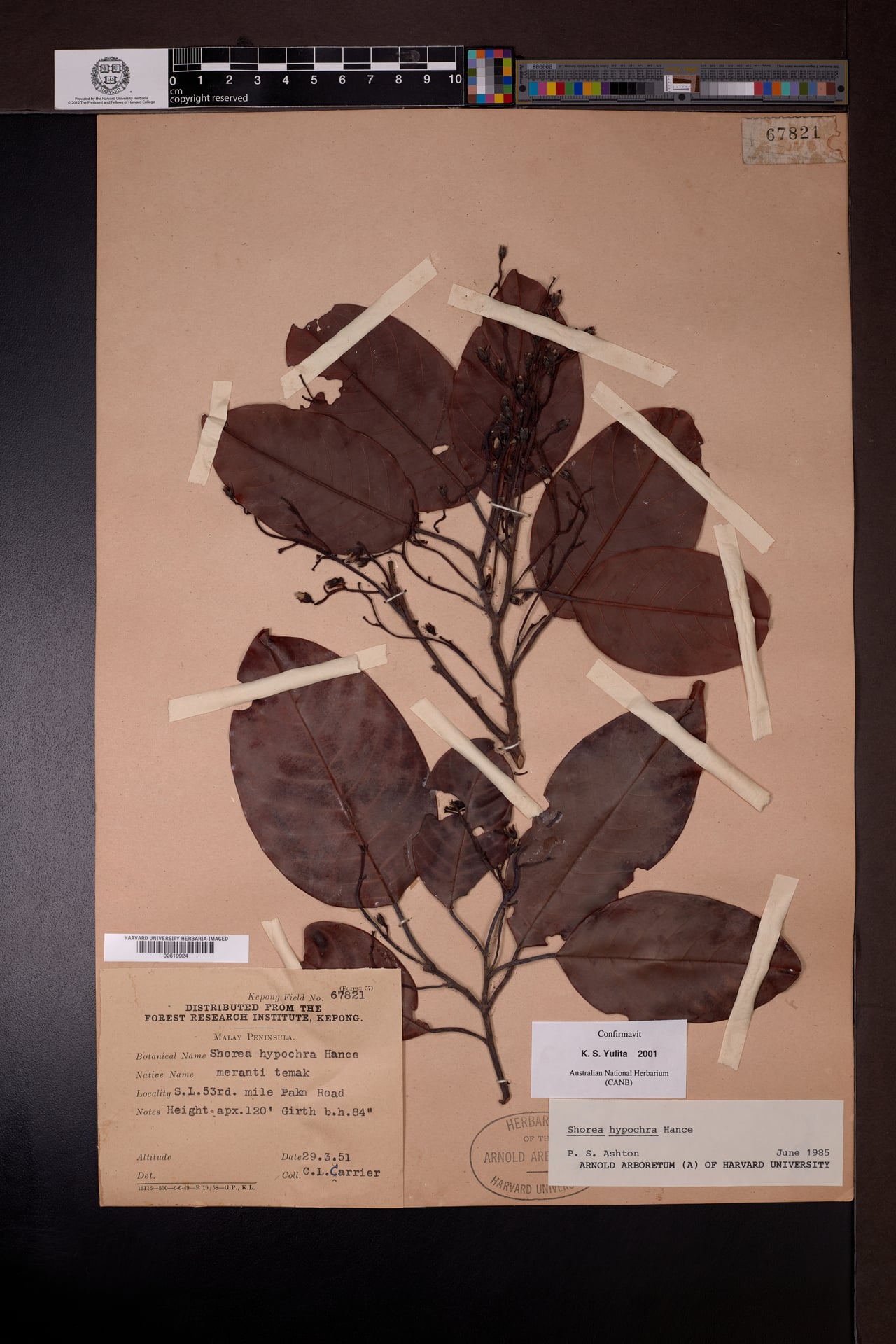 Shorea hypochra (White meranti) — photo