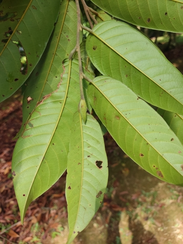 Shorea lepidota — photo
