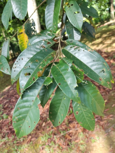 Shorea lepidota