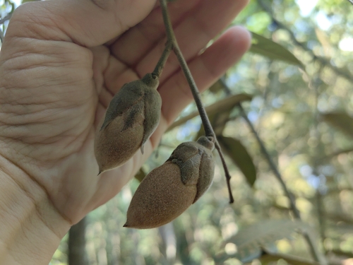 Shorea macrantha — photo