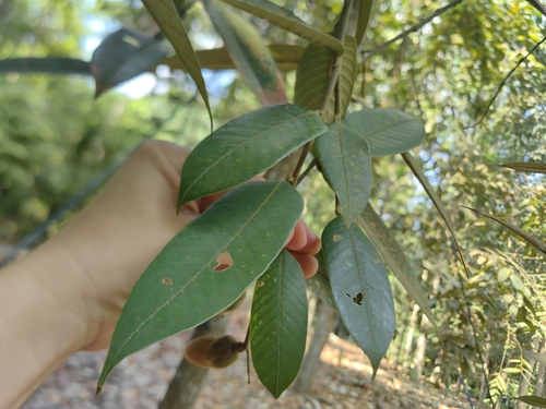 Shorea macrantha — photo
