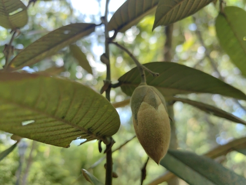 Shorea macrantha