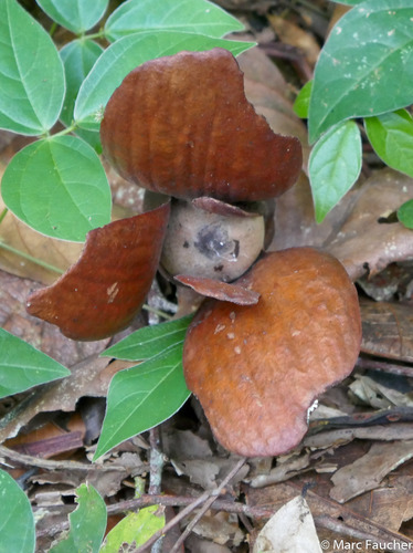 Shorea macrophylla (Light red meranti) — photo