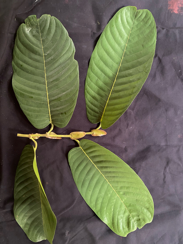 Shorea macrophylla (Light red meranti) — photo