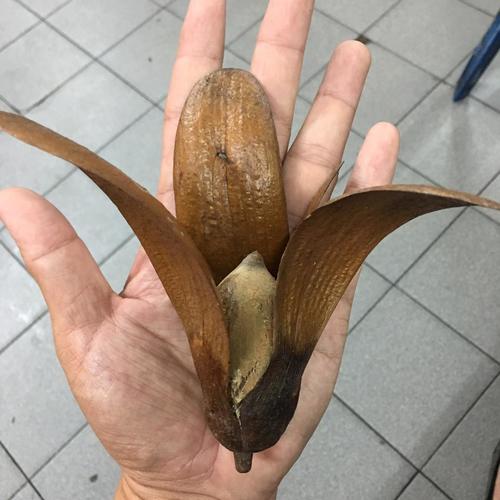 Shorea macrophylla