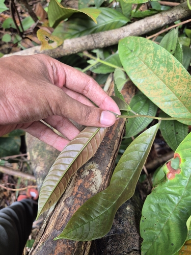 Shorea macroptera — photo